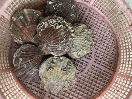 水產(chǎn)品,扇貝,海鮮